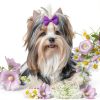 Dog Bow Soft Hair Bowknot 100pcs 50 Pairs Mix Solid 60 Colors Senniea-6