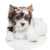Dog Bow Soft Hair Bowknot 100pcs 50 Pairs Mix Solid 60 Colors Senniea-7