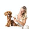2-in-1 Dog Hair Dryer with Slicker Brush for Small-Sized Dogs and Cats | Pet Hair Dryer | Dog Blow Dryer | 300 Watts, 75-85 dB, Adjustable Temperature, Overheat Protection-1
